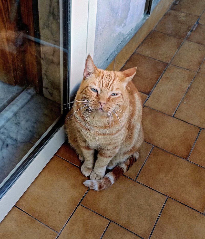 Orange tabby · 1 photo — original