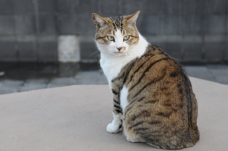 Brown & white tabby · 3 photos — original