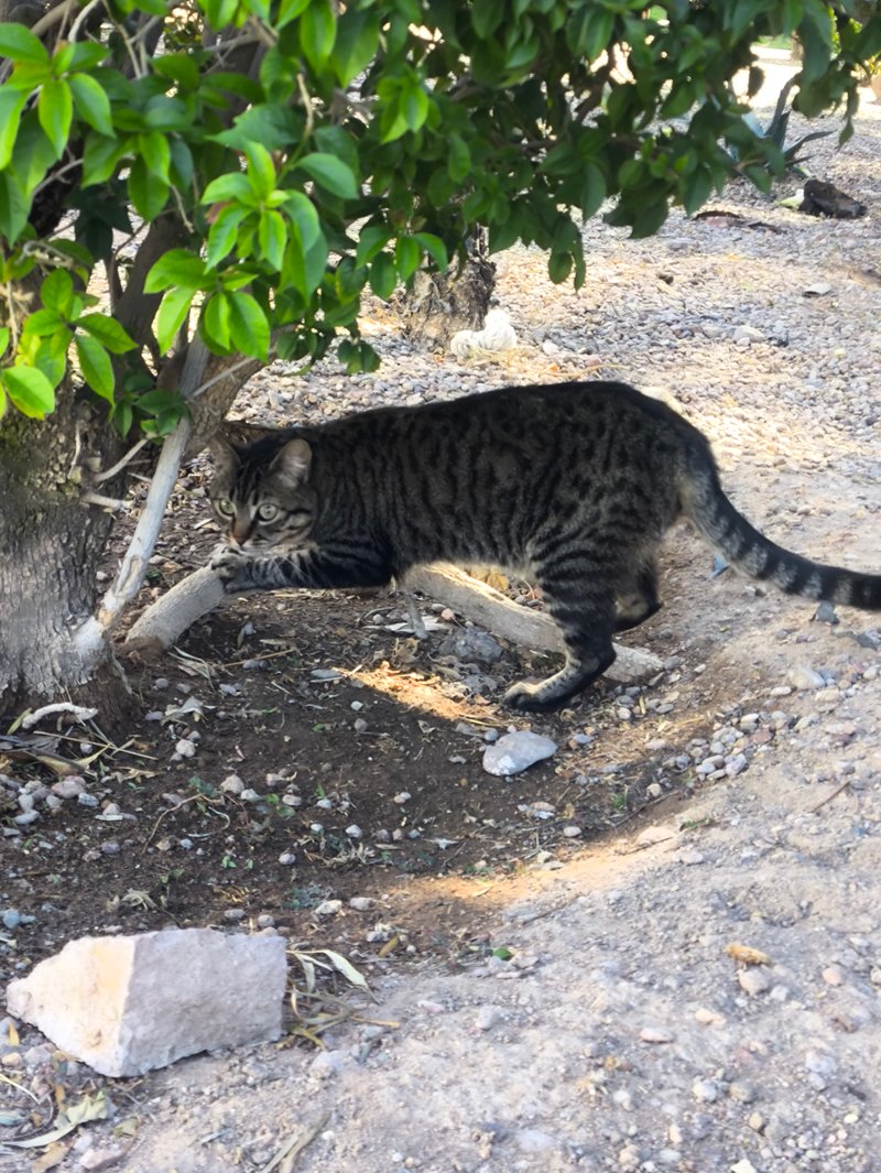 Gray tabby · 1 photo — original